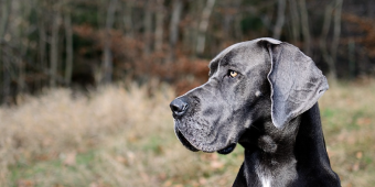 17 Interesting Facts You Wanted To Know About Great Danes