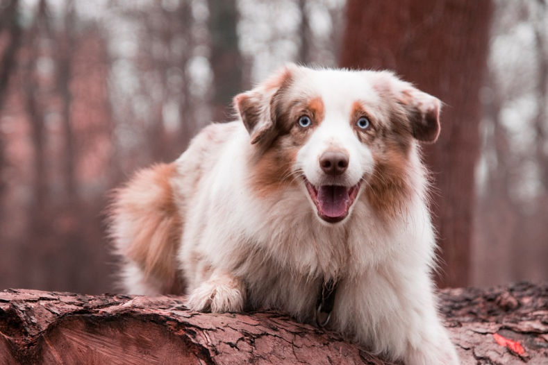 20 Interesting and Fun Facts About Australian Shepherds