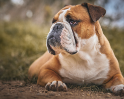 23 Amazing and Fun Facts About Bulldogs
