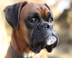 20 Amazing Boxer Dog Facts You Probably Didn’t Know