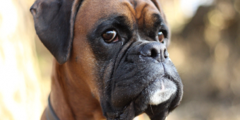20 Amazing Boxer Dog Facts You Probably Didn't Know