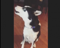Guilty Husky doesn’t want to face mom, blocks her out with giant temper tantrum