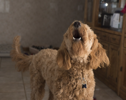 How to teach your dog to stop barking at the door