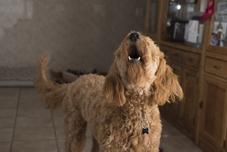 How to teach your dog to stop barking at the door