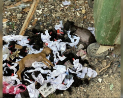 ‘Thrown Away’ Puppies Lose Hope Until Rescuers Step In Just In Time