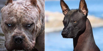 Unsafe Dog Breeds Ranked