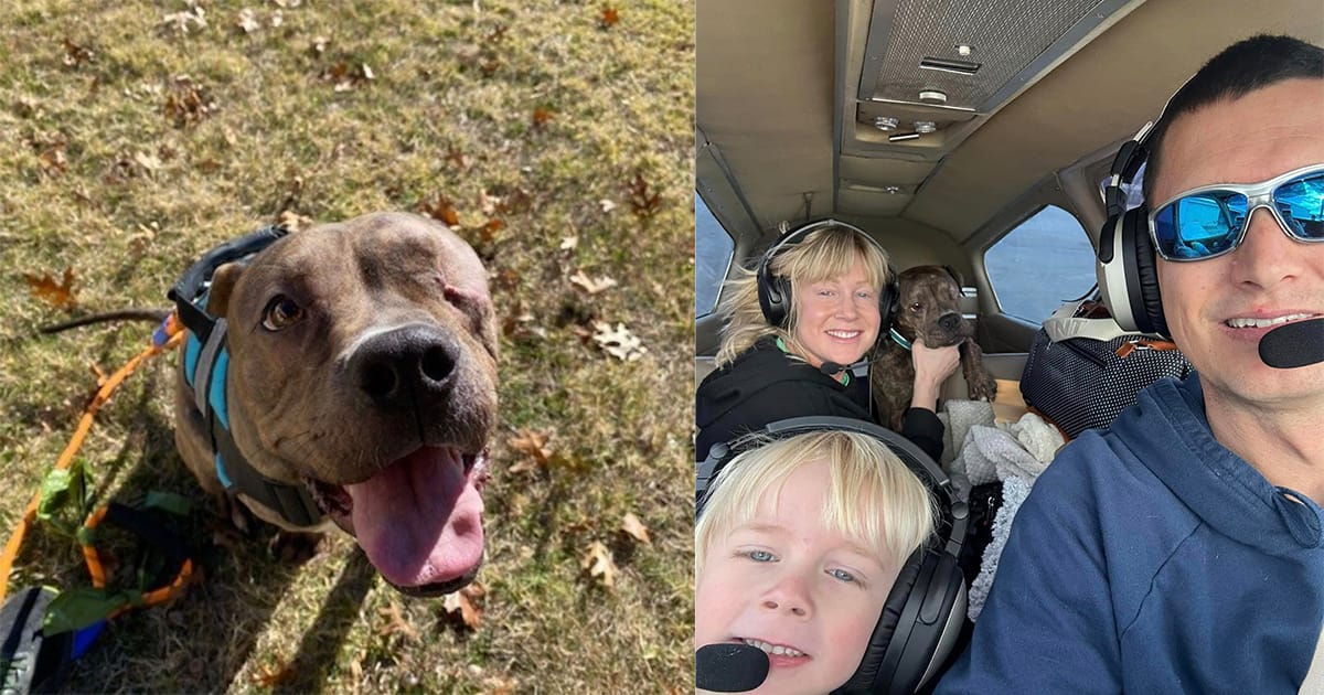 One-eyed shelter dog was about to be euthanized — then a pilot and a woman hundreds of miles away saved his life