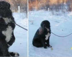 Chained dog stuck in snow for 4 long years – now look when an animal hero steps in and does this