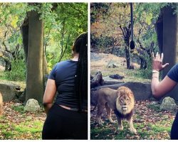 Woman inexplicably jumps zoo fence to get up close with African lion