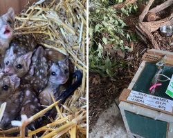 Gang finds unusually spiky creatures in nest – takes a closer look and jaws drop when they realize what kind of animals they are