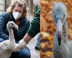 Flight attendant saves rare flamingo eggs on board flight — months later gets to meet the hatchlings with a special honor