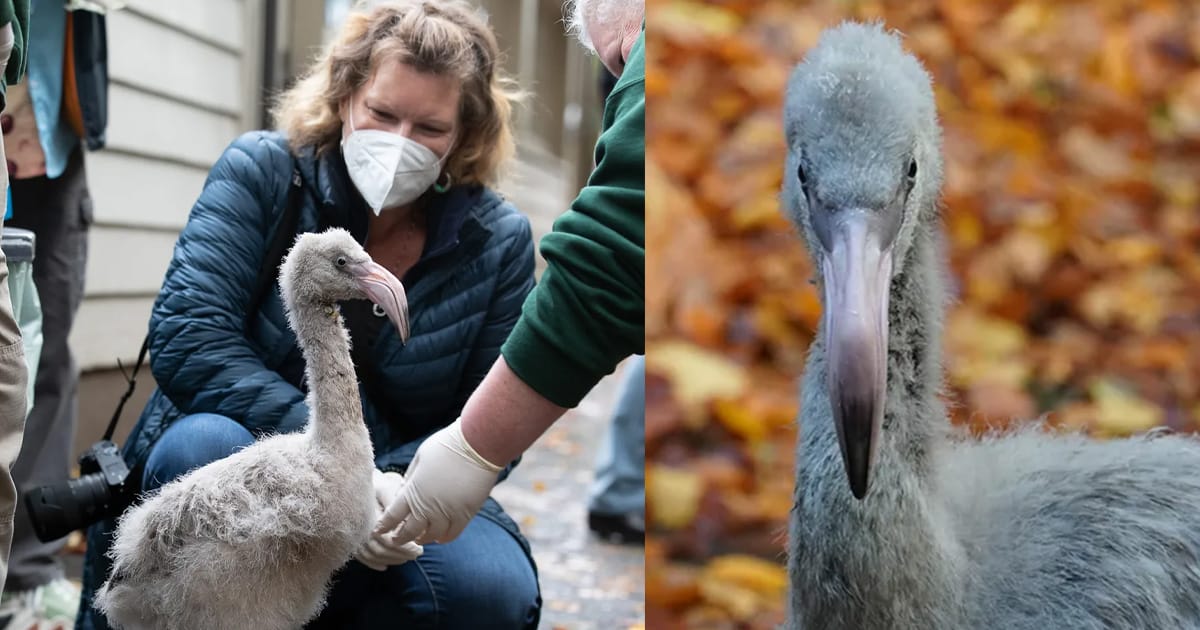 Flight attendant saves rare flamingo eggs on board flight — months later gets to meet the hatchlings with a special honor