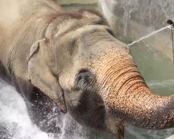 After 55 years of neglect, elephant finally gets to bathe – then does something no one was prepared for