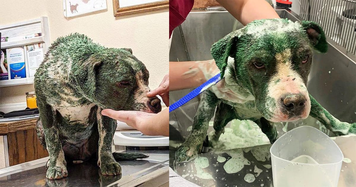 Pitbull was found covered in toxic green paint, chemical burns — rescue gives her a second chance