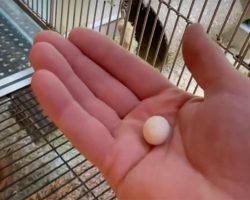 Abandoned mini egg found by animal lover, now hatched and grown into a beauty