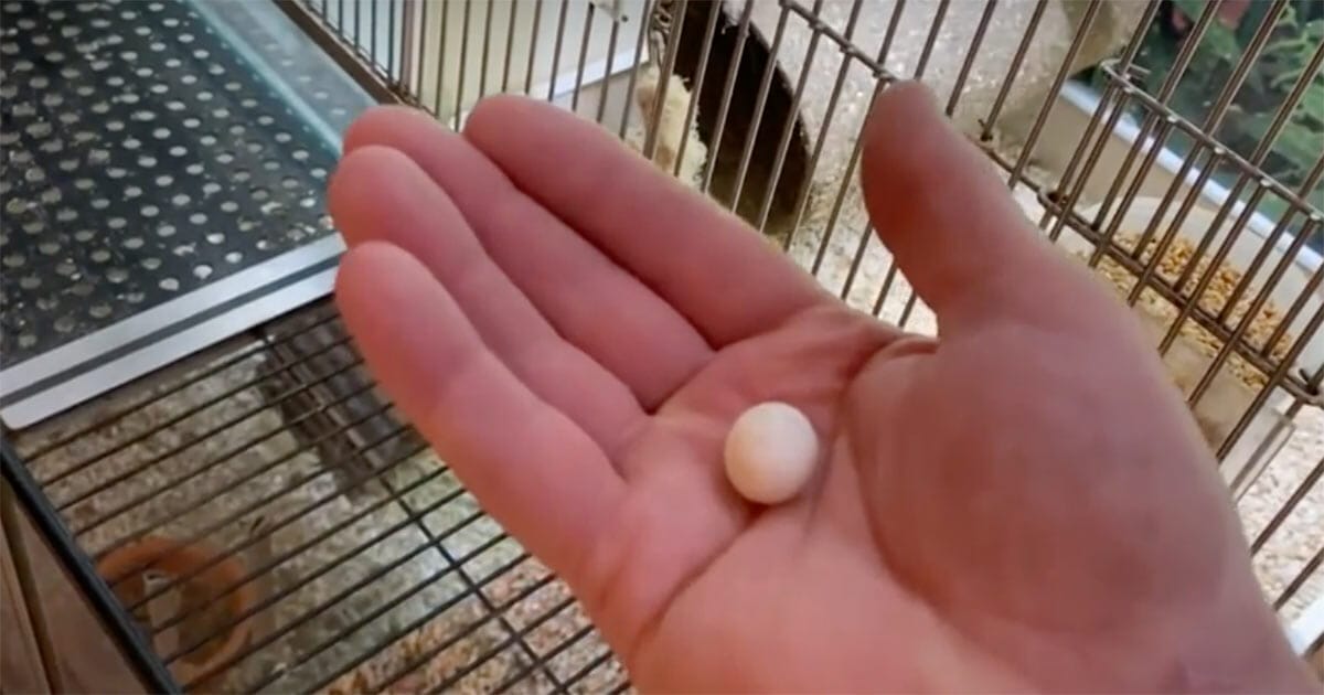 Abandoned mini egg found by animal lover, now hatched and grown into a beauty