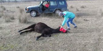 Animal lover sets chained horse free, now look at the reaction that has taken the entire web by storm