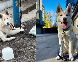 Neglected husky puppy was found tied up on the street — now this “perfect dog” is looking for a home