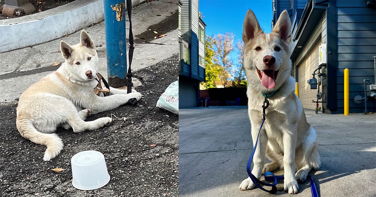 Neglected husky puppy was found tied up on the street — now this “perfect dog” is looking for a home