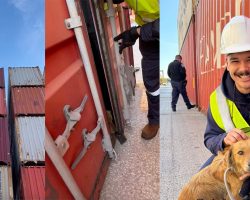 Coast Guard officers hear barking and scratching from shipping container — save dog who had been trapped for a week
