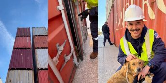 Coast Guard officers hear barking and scratching from shipping container — save dog who had been trapped for a week