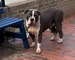 “Gentle giant” dog found tied to bench, waiting for someone to come get him — now he’s getting a second chance
