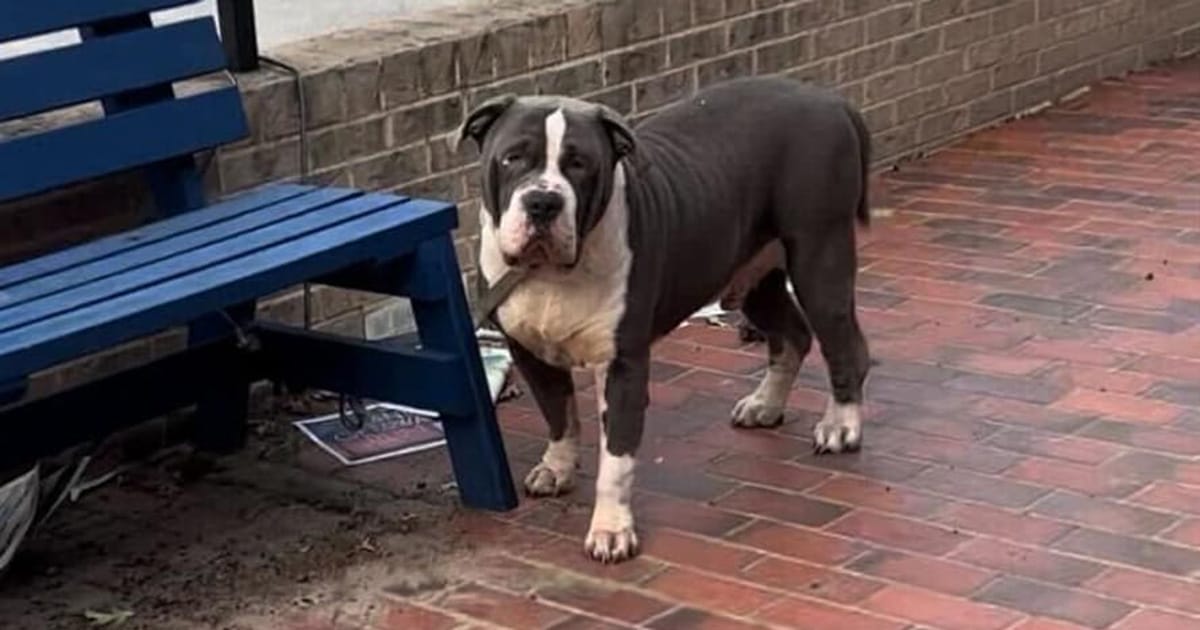 “Gentle giant” dog found tied to bench, waiting for someone to come get him — now he’s getting a second chance