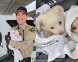 Two puppies were abandoned in the cold and rain — then a deputy arrived to save the day