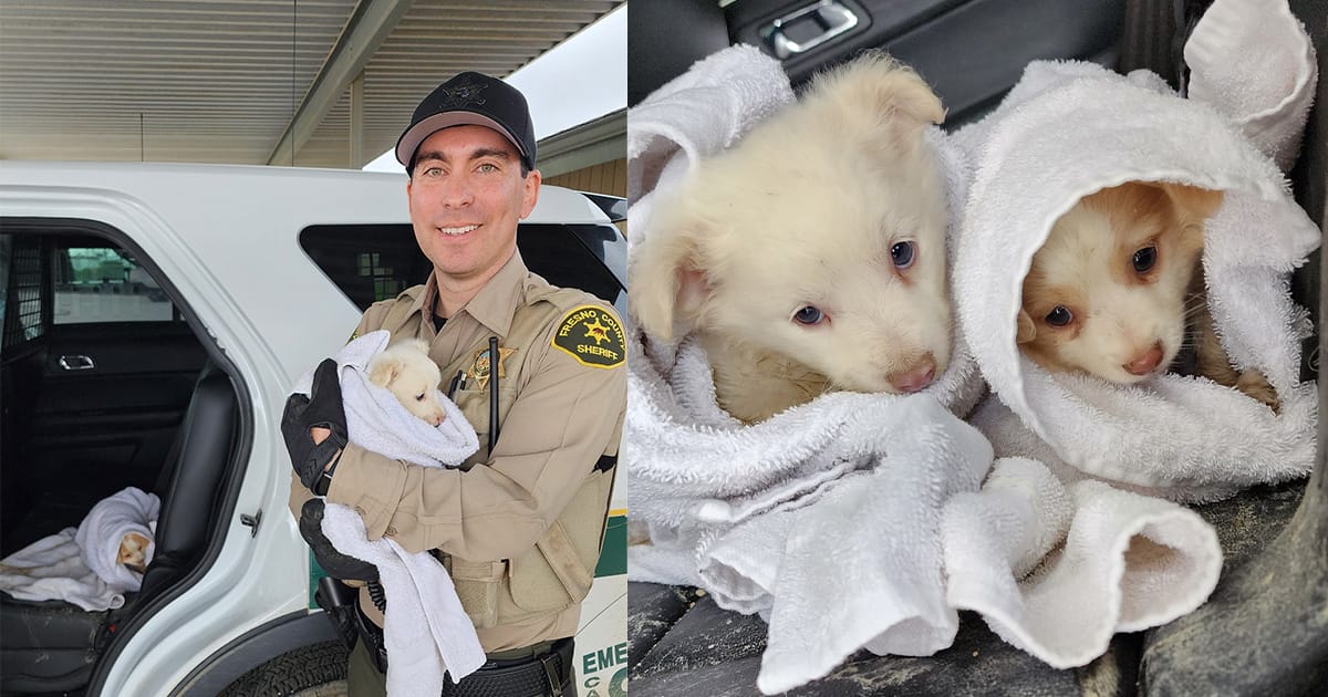 Two puppies were abandoned in the cold and rain — then a deputy arrived to save the day