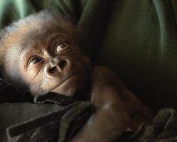 Critically endangered gorilla delivered by emergency c-section after life-threatening medical complications