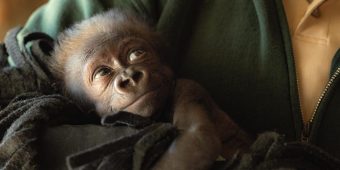 Critically endangered gorilla delivered by emergency c-section after life-threatening medical complications