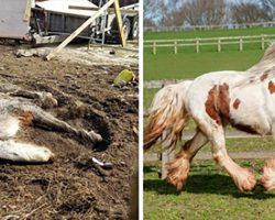 Starving horse Heidi is dumped in mud and left to die – volunteers save her and now she’s winning awards