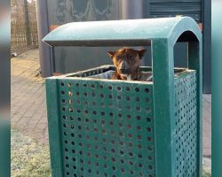 Dog is found in trash: then an animal lover looks closer and realizes the heartbreaking truth