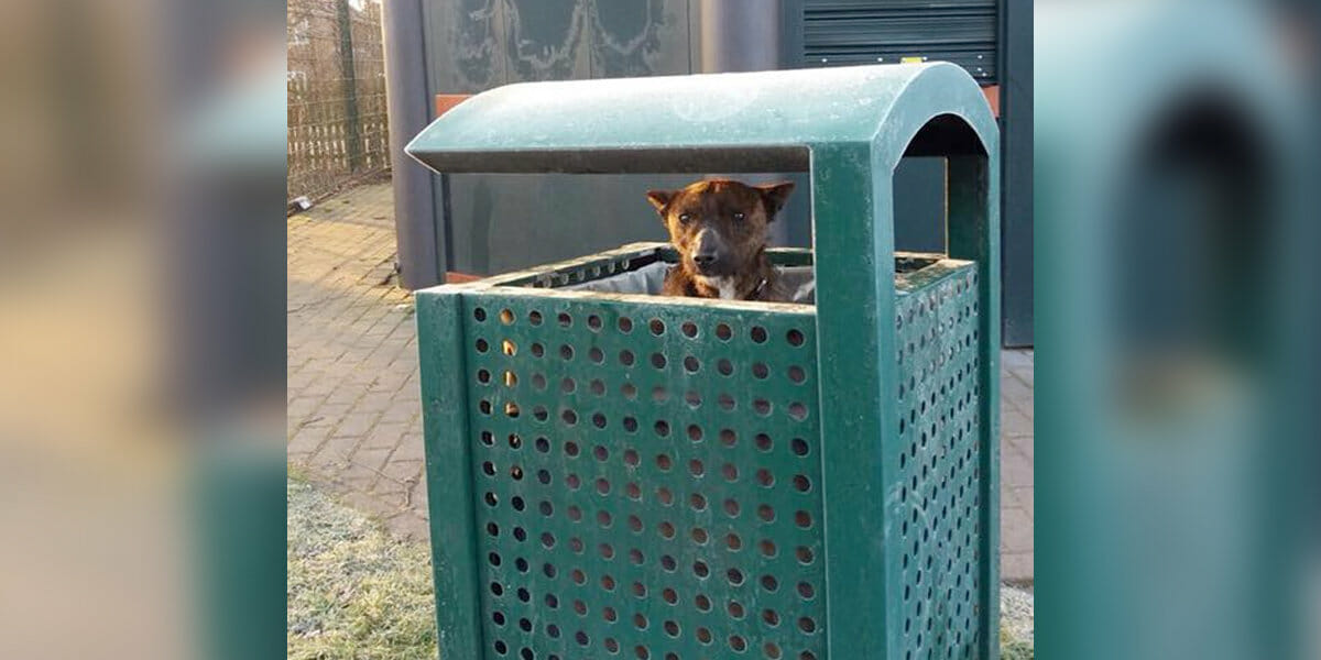 Dog is found in trash: then an animal lover looks closer and realizes the heartbreaking truth