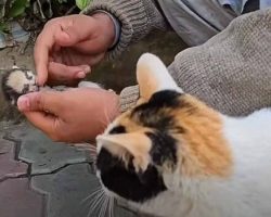 Mama cat places her dying kitten in man’s hands, receives a response she will never forget