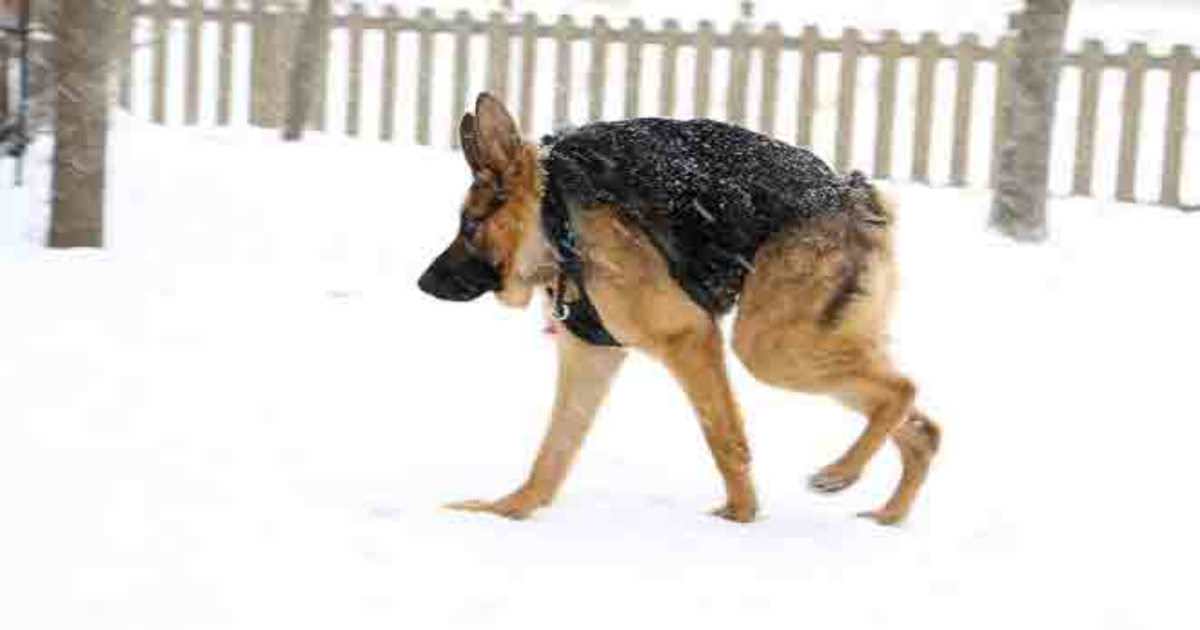 From fear to love: The inspiring journey of a unique dog embraced by people worldwide