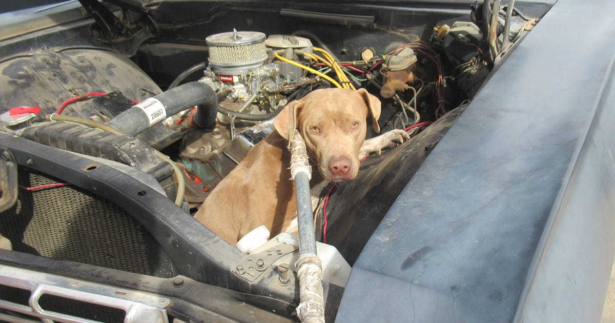 Rescuers save dog trapped inside car engine — now she’s looking for a forever home