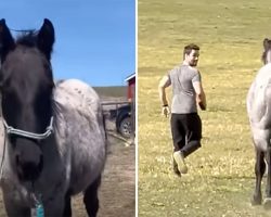 Anxious stallion meets owner’s boyfriend for the first time – everyone holds their breath as the giant charges towards him