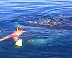 Family saves whale trapped in net – then surprised by animal’s display of gratitude