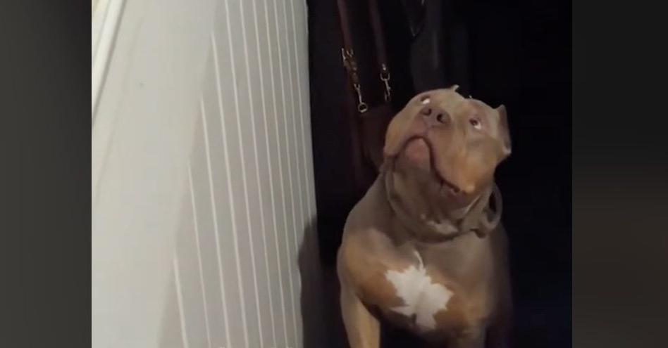 Pittie Too Spooked To Walk Upstairs For The Funniest Reason