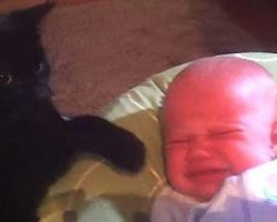 Sweet Cat Has The Magic Touch When It Came To Soothing A Crying Baby