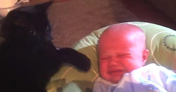 Sweet Cat Has The Magic Touch When It Came To Soothing A Crying Baby