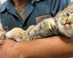 Cat was hiding in hood of junkyard car — worker saves her just in time from being crushed