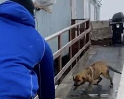 Football Players Brave Freezing Floodwaters To Rescue Mom and Her Puppies Left Behind After Evacuation