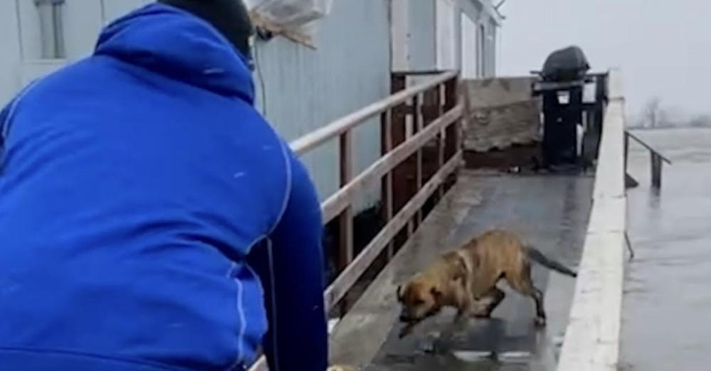 Football Players Brave Freezing Floodwaters To Rescue Mom and Her Puppies Left Behind After Evacuation