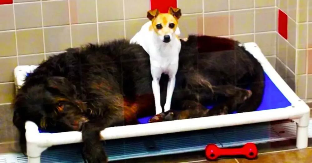 Inseparable Rescue Dogs Who Can’t Stop Cuddling Get Adopted Together