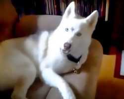 Stubborn Husky Repeatedly Says ‘NO’ When Told To Go To Kennel
