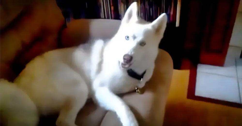 Stubborn Husky Repeatedly Says ‘NO’ When Told To Go To Kennel