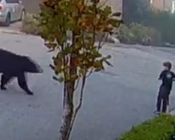 7-Year-Old Boy Stares Down Black Bear And Knew He Had To Make A Move