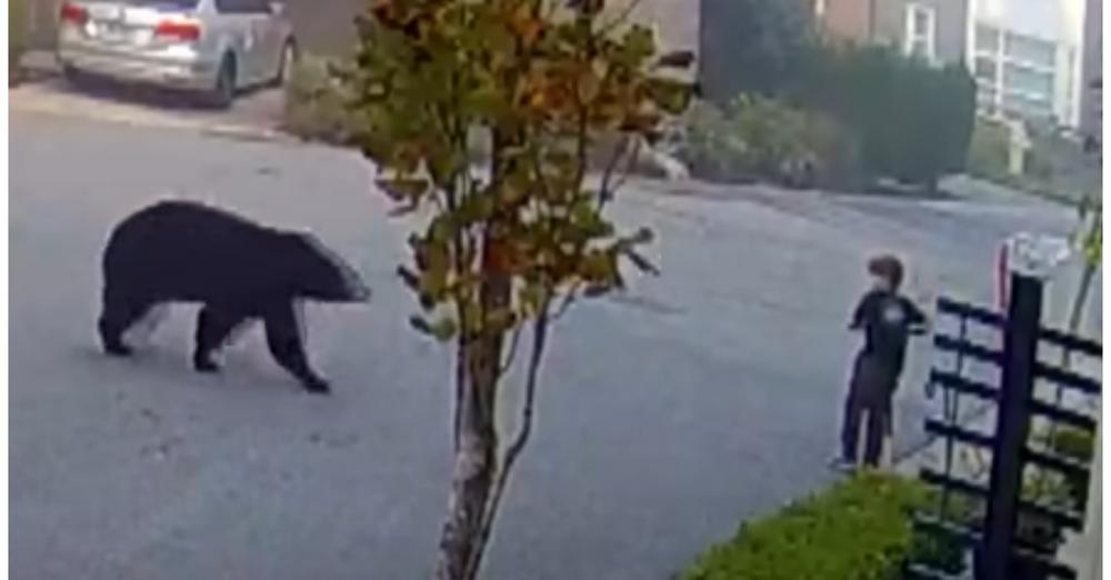 7-Year-Old Boy Stares Down Black Bear And Knew He Had To Make A Move